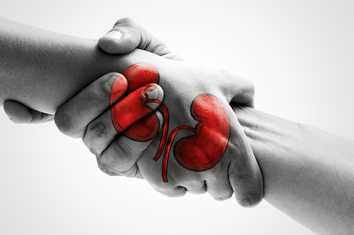 Kidney Transplantation: Facts and Myths